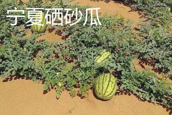 西瓜产于哪里，主产于河南、山东、浙江等省份