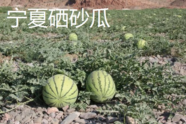 西瓜产于哪里，主产于河南、山东、浙江等省份