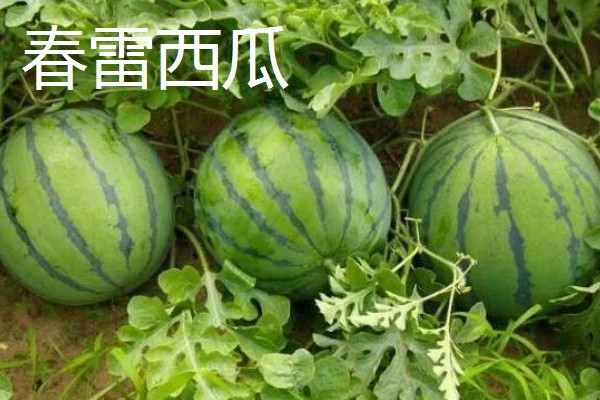 西瓜产于哪里，主产于河南、山东、浙江等省份
