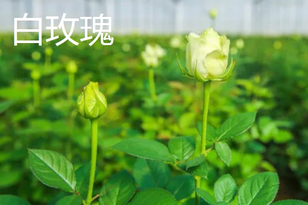 玫瑰花的品种，常见的有卡罗拉、白玫瑰等