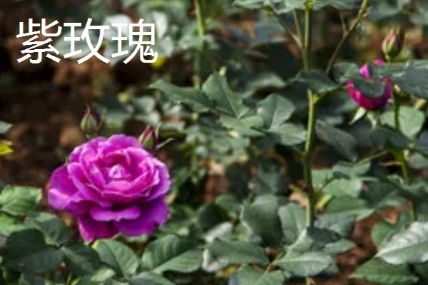 玫瑰花的品种，常见的有卡罗拉、白玫瑰等