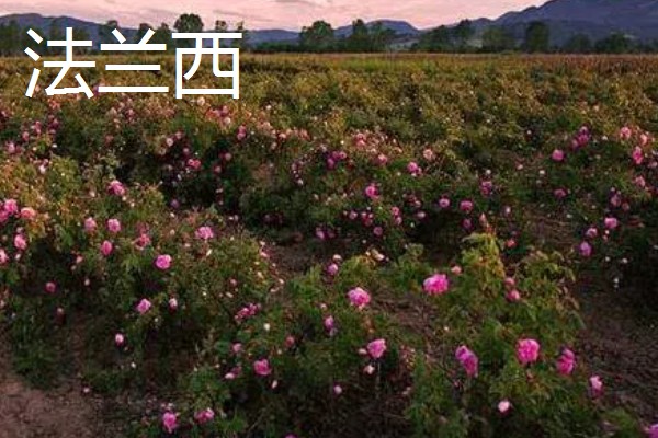 玫瑰花的品种，常见的有卡罗拉、白玫瑰等