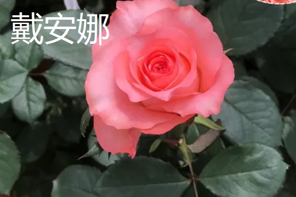 玫瑰花的品种，常见的有卡罗拉、白玫瑰等