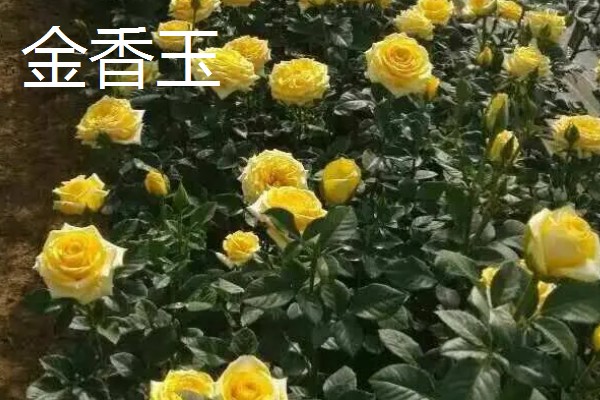 玫瑰花的品种，常见的有卡罗拉、白玫瑰等