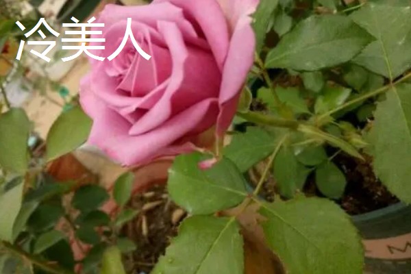 玫瑰花的品种，常见的有卡罗拉、白玫瑰等