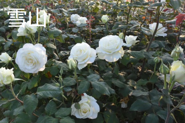 玫瑰花的品种，常见的有卡罗拉、白玫瑰等