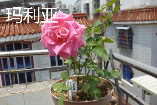 玫瑰花的品种，常见的有卡罗拉、白玫瑰等