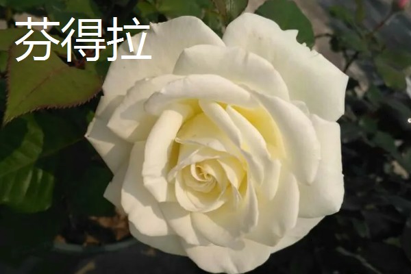 玫瑰花的品种，常见的有卡罗拉、白玫瑰等