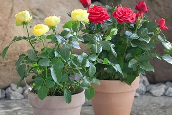 玫瑰花的品种，常见的有卡罗拉、白玫瑰等