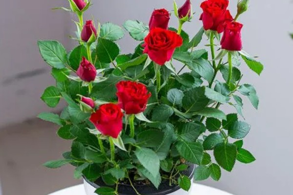 玫瑰花的品种，常见的有卡罗拉、白玫瑰等