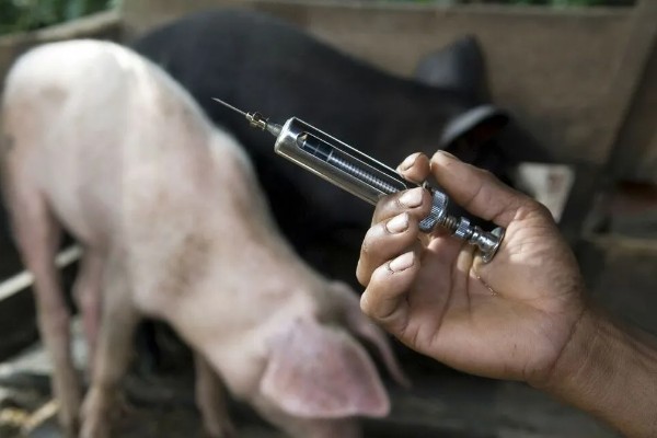 母猪早产十天怎样处理，及时保暖尤为重要