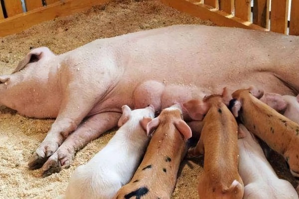 母猪早产十天怎样处理，及时保暖尤为重要