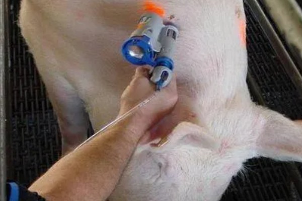 母猪早产十天怎样处理，及时保暖尤为重要