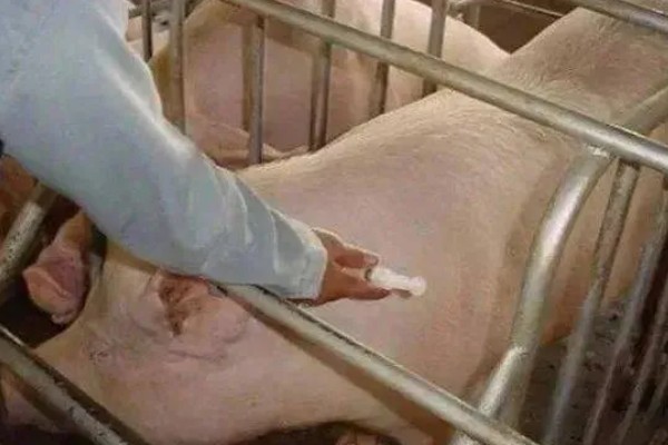 母猪早产十天怎样处理，及时保暖尤为重要