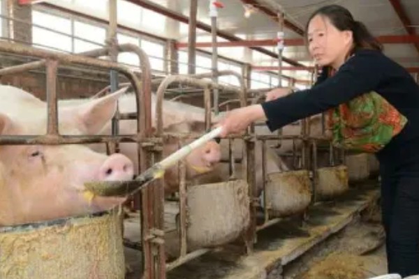 母猪早产十天怎样处理，及时保暖尤为重要