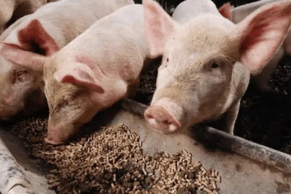 母猪早产十天怎样处理，及时保暖尤为重要