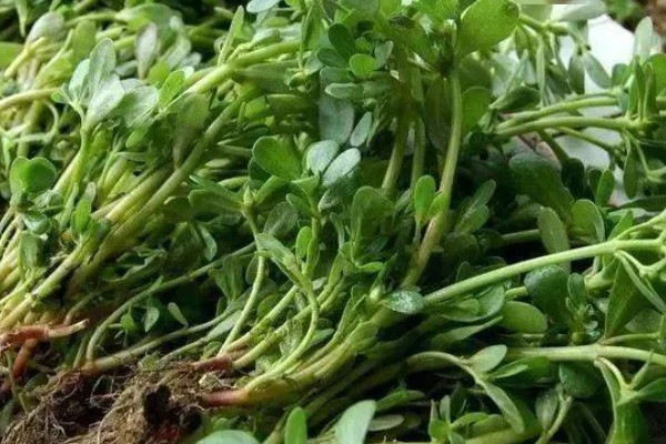 马齿苋喂母猪有哪些禁忌,不可投喂过多