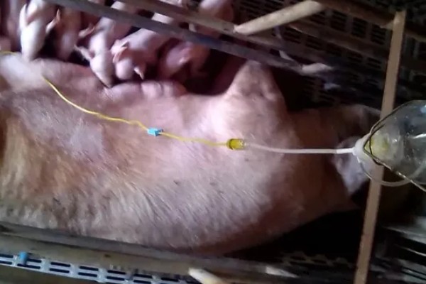 马齿苋喂母猪有哪些禁忌,不可投喂过多