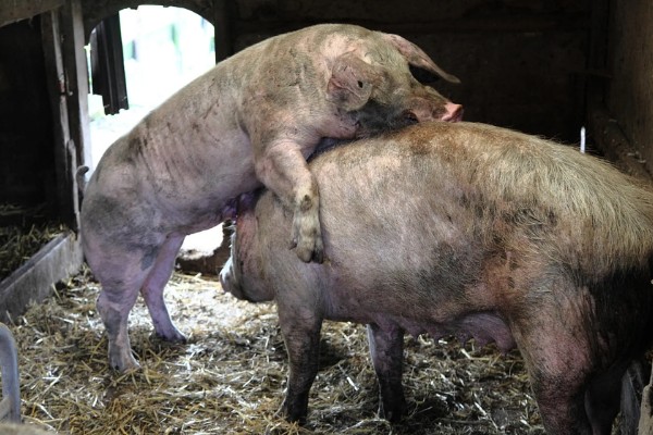 马齿苋喂母猪有哪些禁忌,不可投喂过多