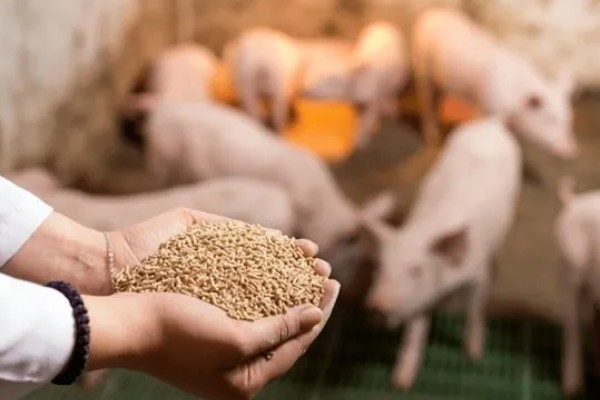 马齿苋喂母猪有哪些禁忌,不可投喂过多