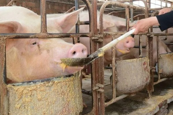 马齿苋喂母猪有哪些禁忌,不可投喂过多