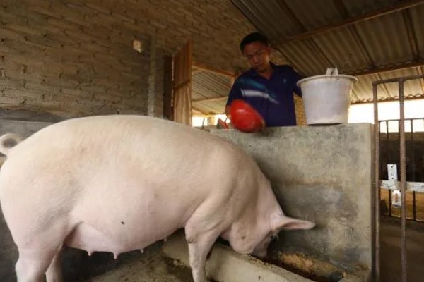 马齿苋喂母猪有哪些禁忌,不可投喂过多