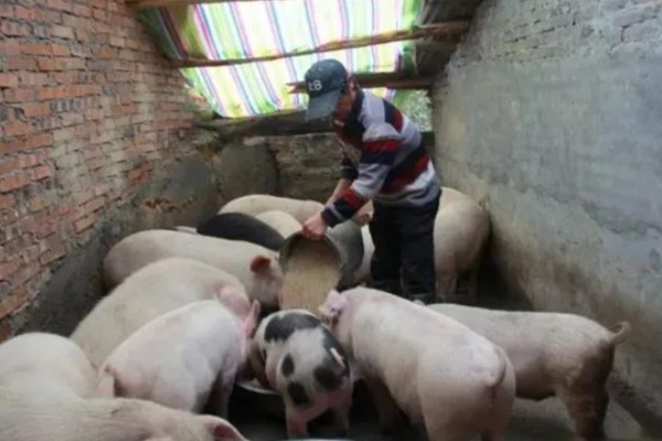 马齿苋喂母猪有哪些禁忌,不可投喂过多