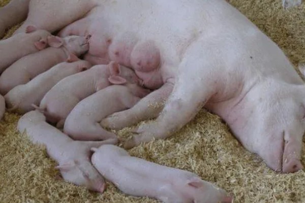 母猪早产十天怎样处理，及时保暖尤为重要