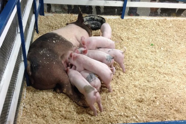 母猪早产十天怎样处理，及时保暖尤为重要