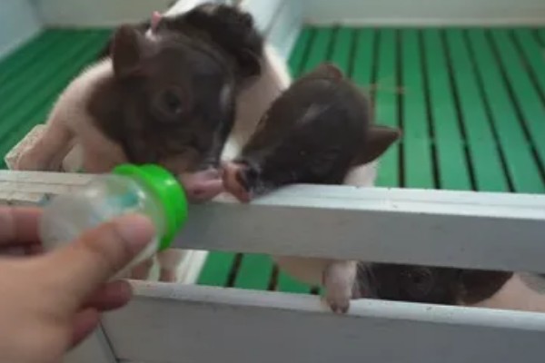 母猪早产十天怎样处理，及时保暖尤为重要