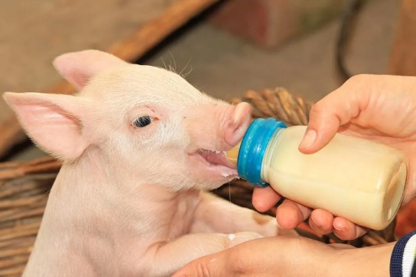 母猪早产十天怎样处理，及时保暖尤为重要