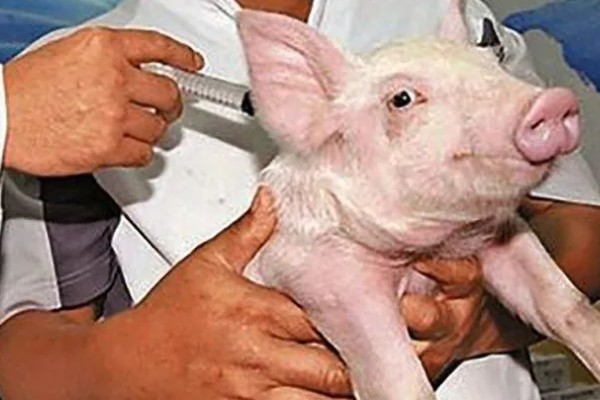 母猪早产十天怎样处理，及时保暖尤为重要