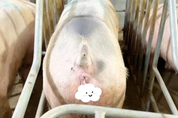 测量猪体温的方法,将体温计插入肛门中测量温度