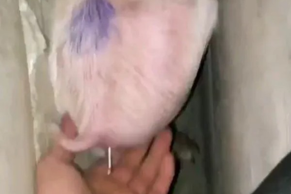 测量猪体温的方法,将体温计插入肛门中测量温度