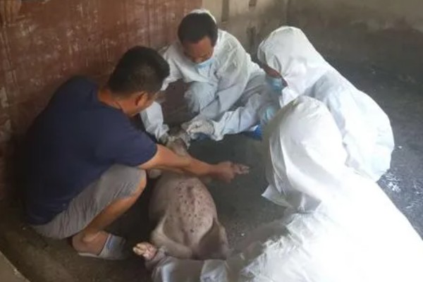 测量猪体温的方法,将体温计插入肛门中测量温度