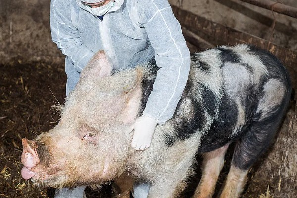 测量猪体温的方法,将体温计插入肛门中测量温度