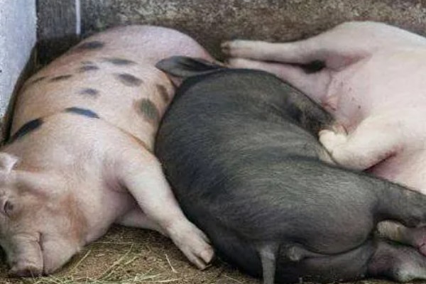 测量猪体温的方法,将体温计插入肛门中测量温度