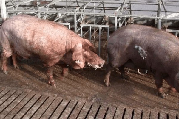 测量猪体温的方法,将体温计插入肛门中测量温度