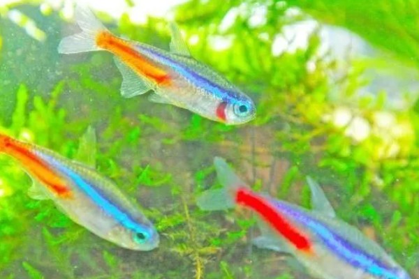 红绿灯鱼好养活吗,饲养的难度并不低