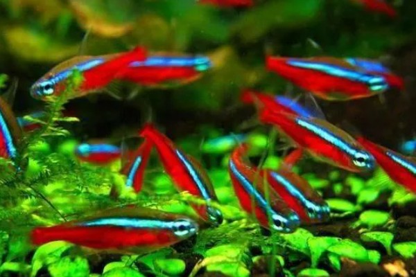 红绿灯鱼好养活吗,饲养的难度并不低