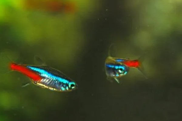 红绿灯鱼好养活吗,饲养的难度并不低
