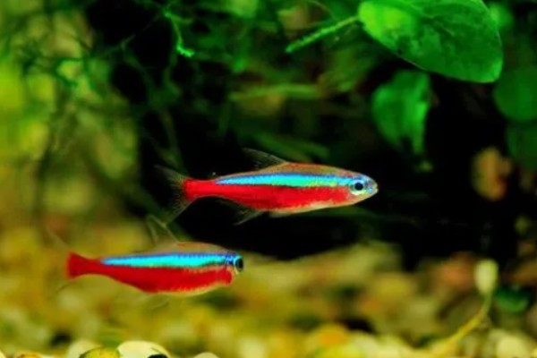 红绿灯鱼好养活吗,饲养的难度并不低