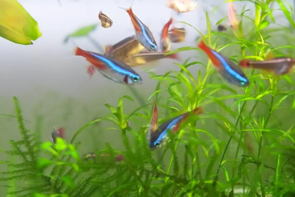 红绿灯鱼好养活吗,饲养的难度并不低