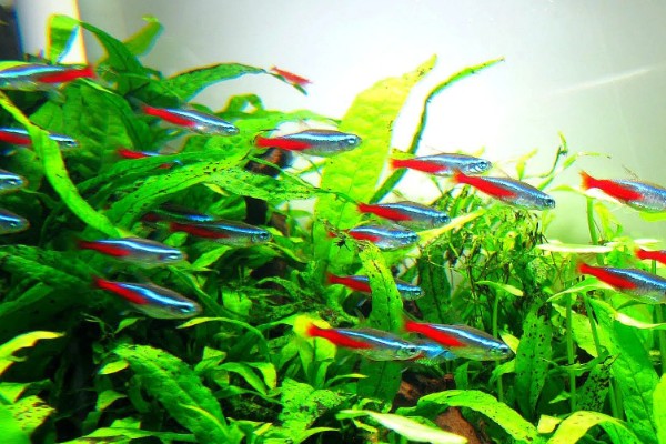 红绿灯鱼好养活吗,饲养的难度并不低