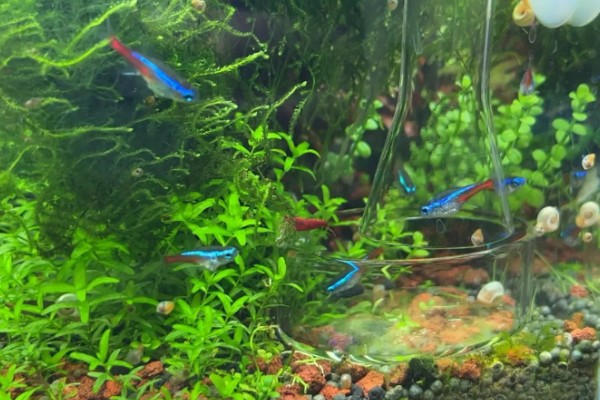 红绿灯鱼好养活吗,饲养的难度并不低