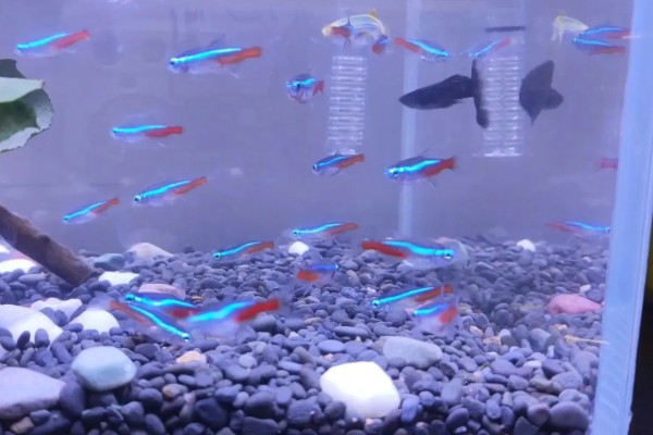 红绿灯鱼好养活吗,饲养的难度并不低