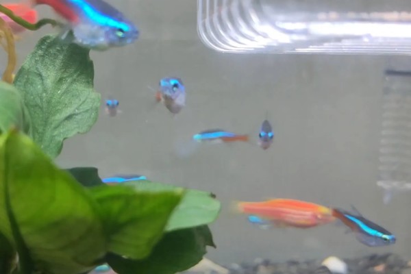 红绿灯鱼好养活吗,饲养的难度并不低