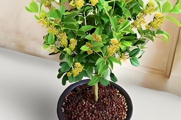 桂花树的移栽时间，在春秋季节移栽可提高成活率