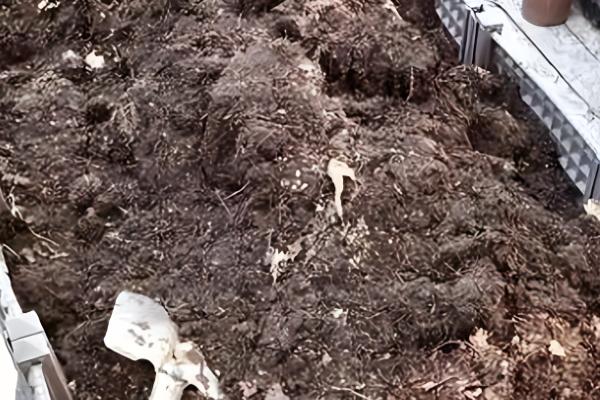 桂花树的移栽时间，在春秋季节移栽可提高成活率