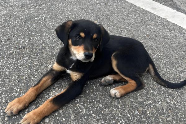 狗狗尿里带血怎么治疗，找到原因后对症治疗